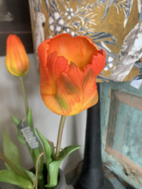 Tulp  Papegaaientulp Orange