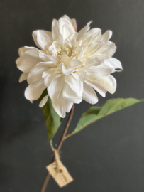 Chrysant Wit