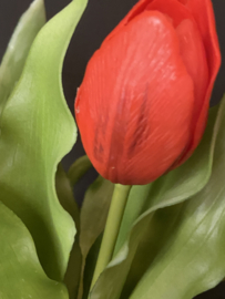 Tulp Rood 5 31cm