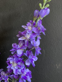 Delphinium Deep Purple