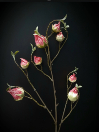 Hibiscus Roze
