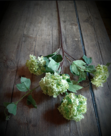 Sneeuwbal vinurnum Green