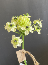 Arabicum 72