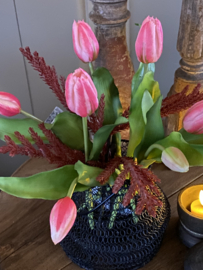 Tulp Eliza Pink Lady