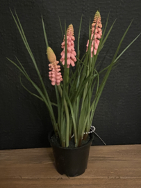 Roze druifjes