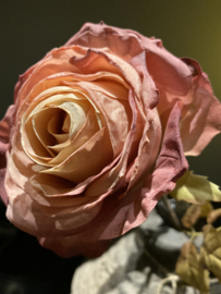 Rozentak Misty Pink