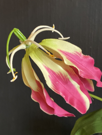 Gloriosa Pink 90