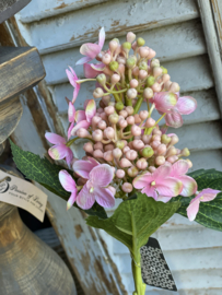 Hortensia takje Roze