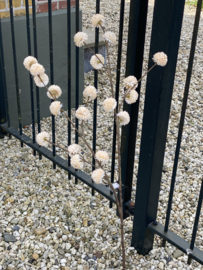 PomPom creme