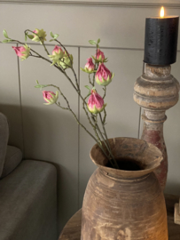 Hibiscus Roze