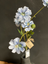 Centaurea Madelon bleu