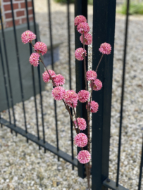 Pompom Oranje