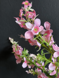 Wilde munt Roze/Pink