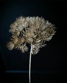 Bereklauw 1 bloem