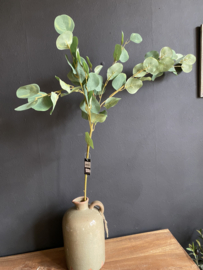 Eucalyptus tak XL