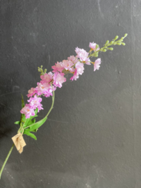 Delhinium purple pink