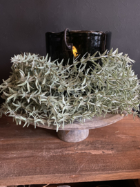 Wilde Asparangus Groen