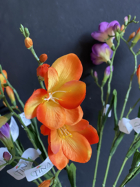 Freesia Oranje
