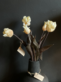 Sobere Tulp Cream