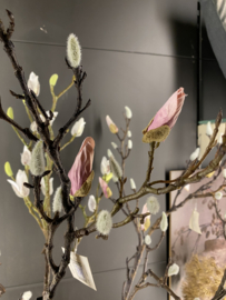 Magnolia tak Roze