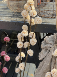 PomPom creme