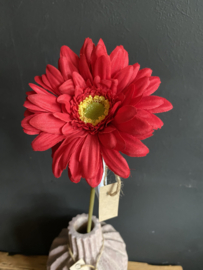 Gerbera Red