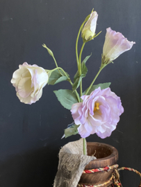 Lisianthus Purple 53