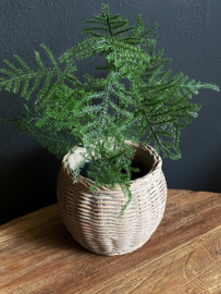 Roetlook plantenpot rond