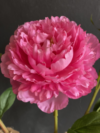 Peony Pioen Rose