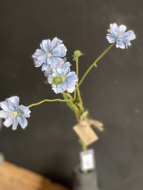 Centaurea Madelon bleu