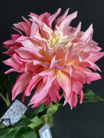 Dahlia cream/Pink