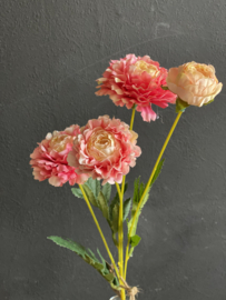 Zinnia Pink