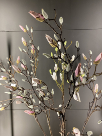 Magnolia tak Roze