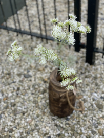 Fluitekruid