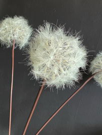 Dandelion kunst