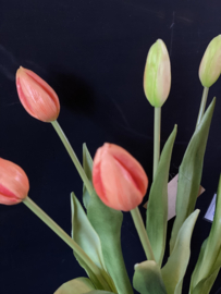 Tulpen in knop Peach