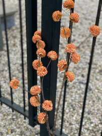 Pompom Oranje