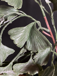 Ginko takje grijs/groen