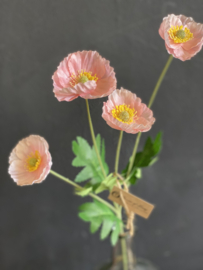 Veldbloem Poppy Licht Roze
