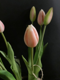 Bosje 7 Tulpen in knop Pink