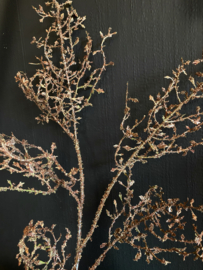 Corokia tak