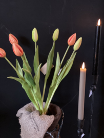 Tulpen in knop Peach