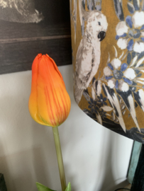 Tulp  Papegaaientulp Orange