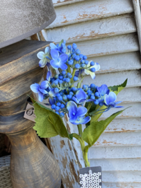 Hortensia takje blauw