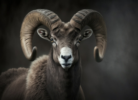 Inductie beschermer Ram 12