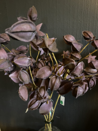 Lampion bloem Deep Purple Sale