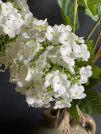 Viburnum wit