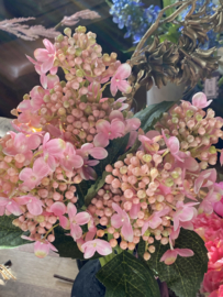 Hortensia takje Roze