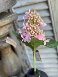 Hortensia takje Roze