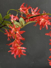 Springflower Rood